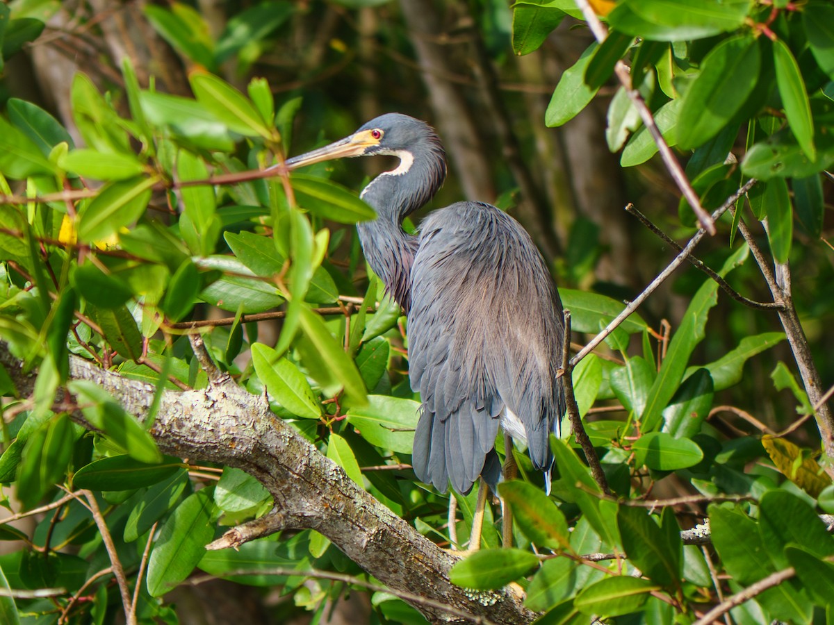 Tricolored Heron - ML645243692