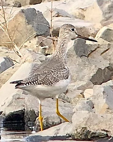 Greater Yellowlegs - ML645243695