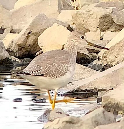 Greater Yellowlegs - ML645243698