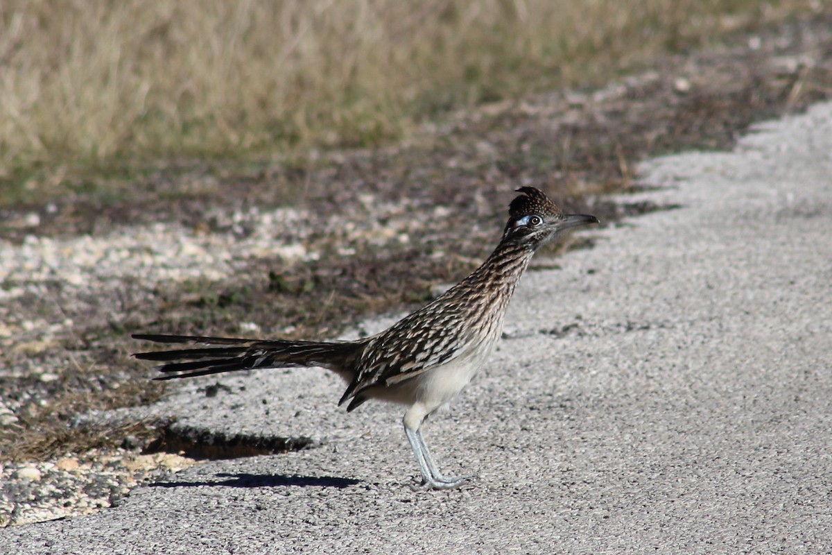 Greater Roadrunner - ML645243700