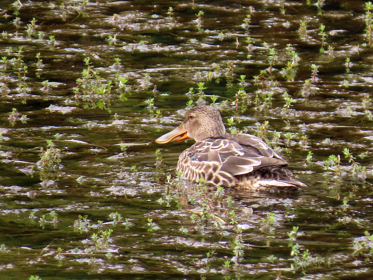 skjeand - ML645243701