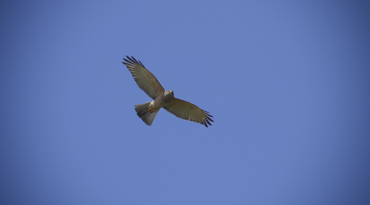 Brown Goshawk - ML645243702