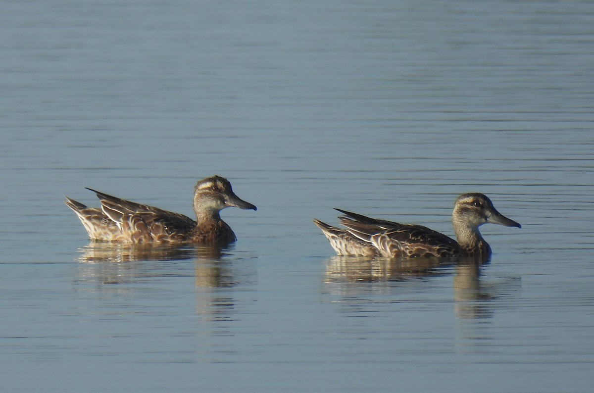 Garganey - ML645243703