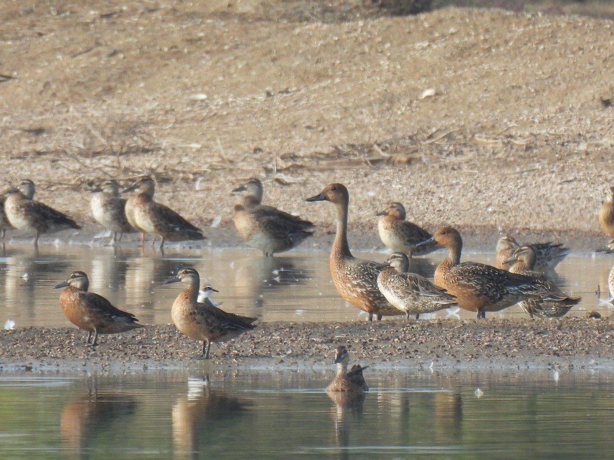 Northern Pintail - ML645243707