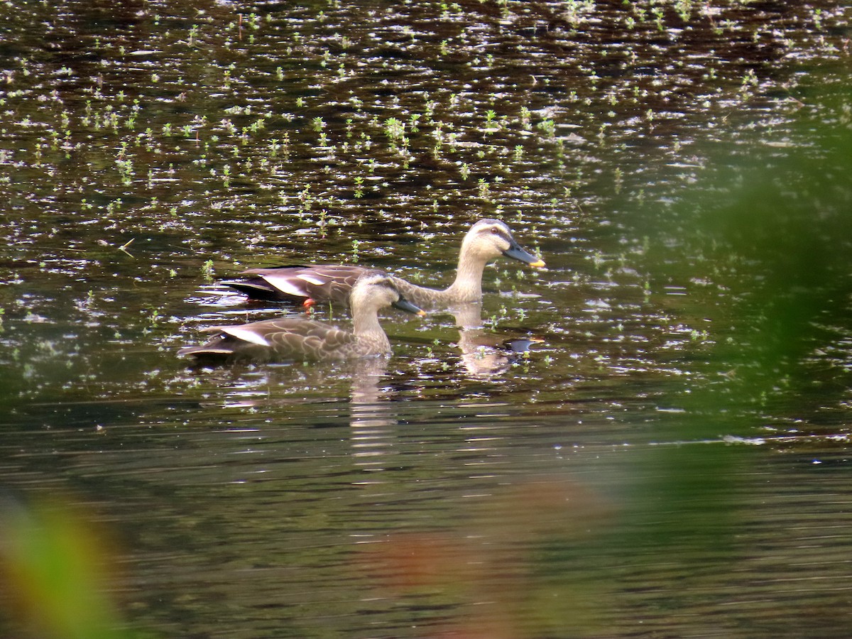 kinaand - ML645243708