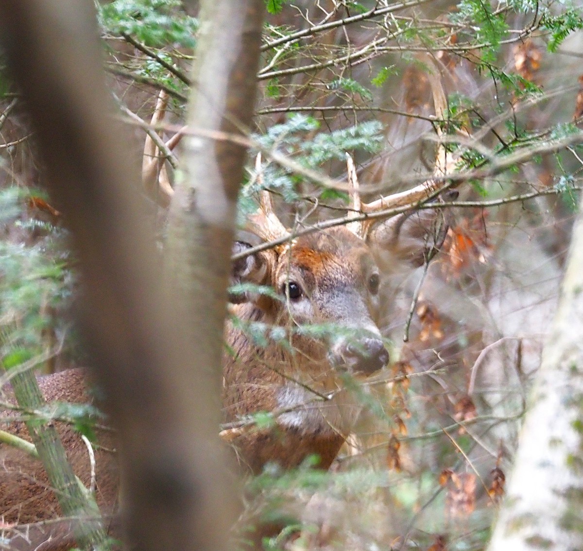 White-tailed Deer - ML645243710