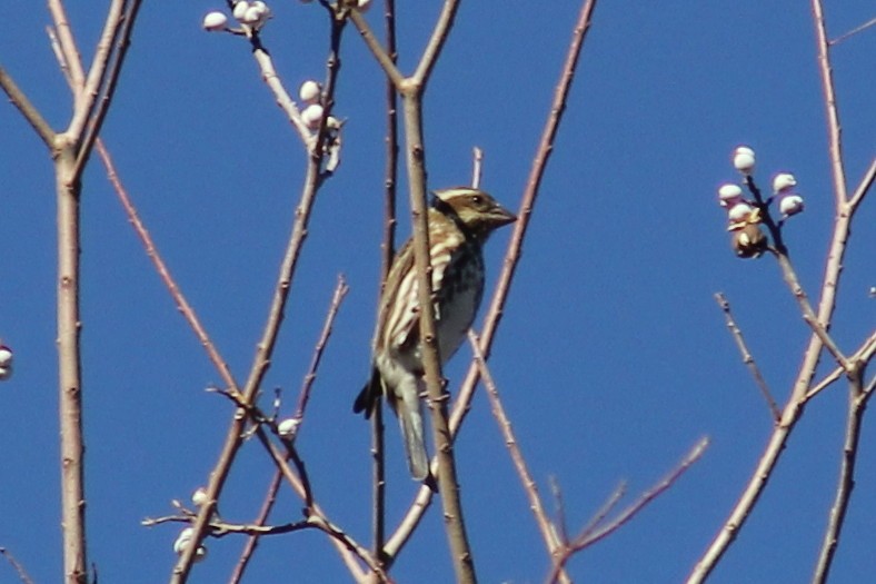 Чечевиця кармінова - ML645243723