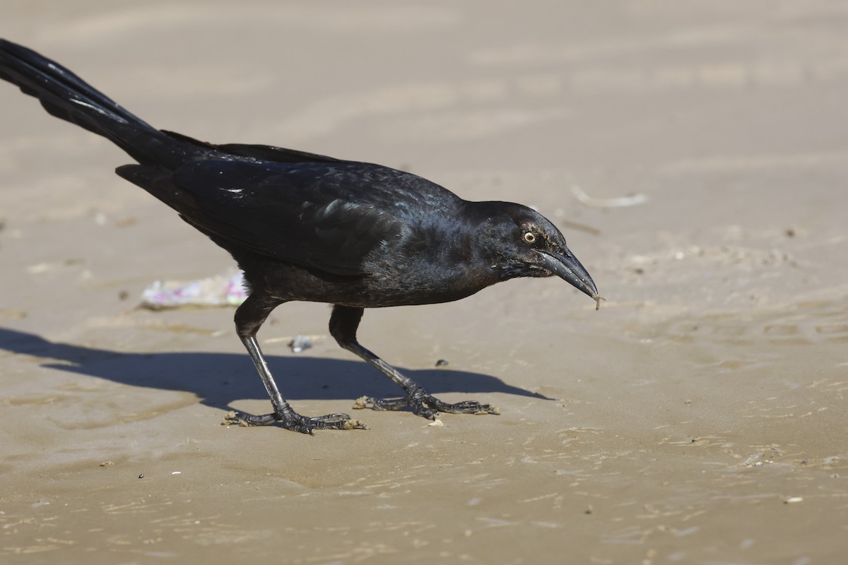 Great-tailed Grackle - ML645243725