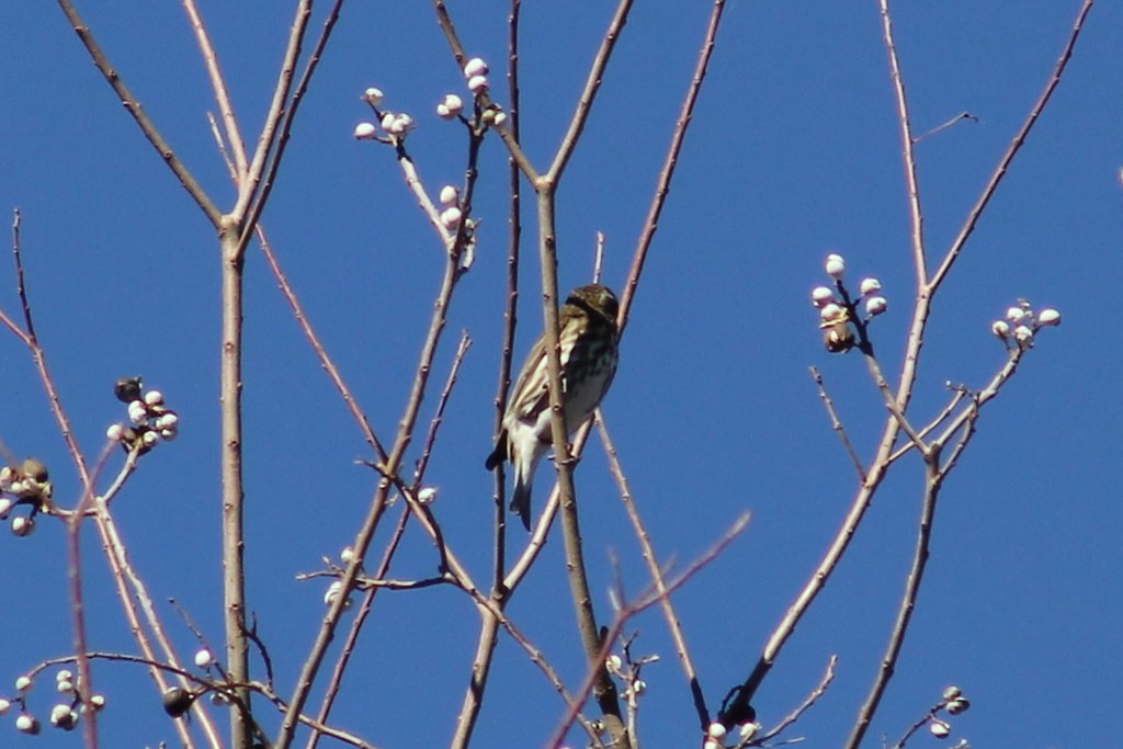 Чечевиця кармінова - ML645243727