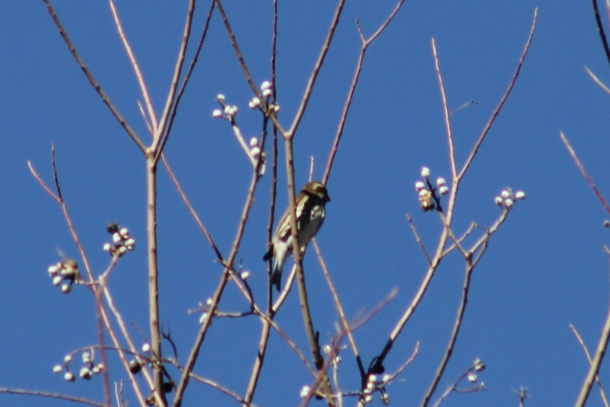 Чечевиця кармінова - ML645243728