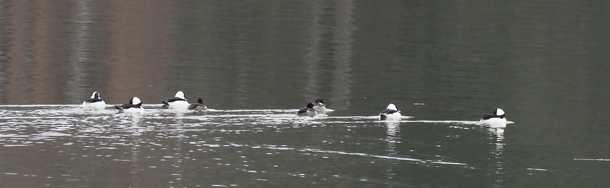 Гоголь-головастик - ML645243730