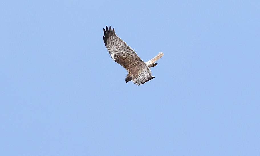 Swamp Harrier - ML645243731
