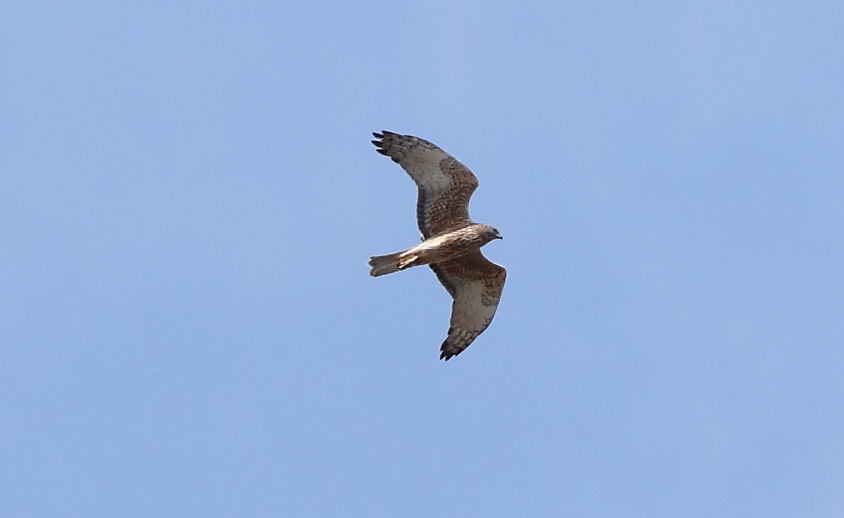 Swamp Harrier - ML645243732
