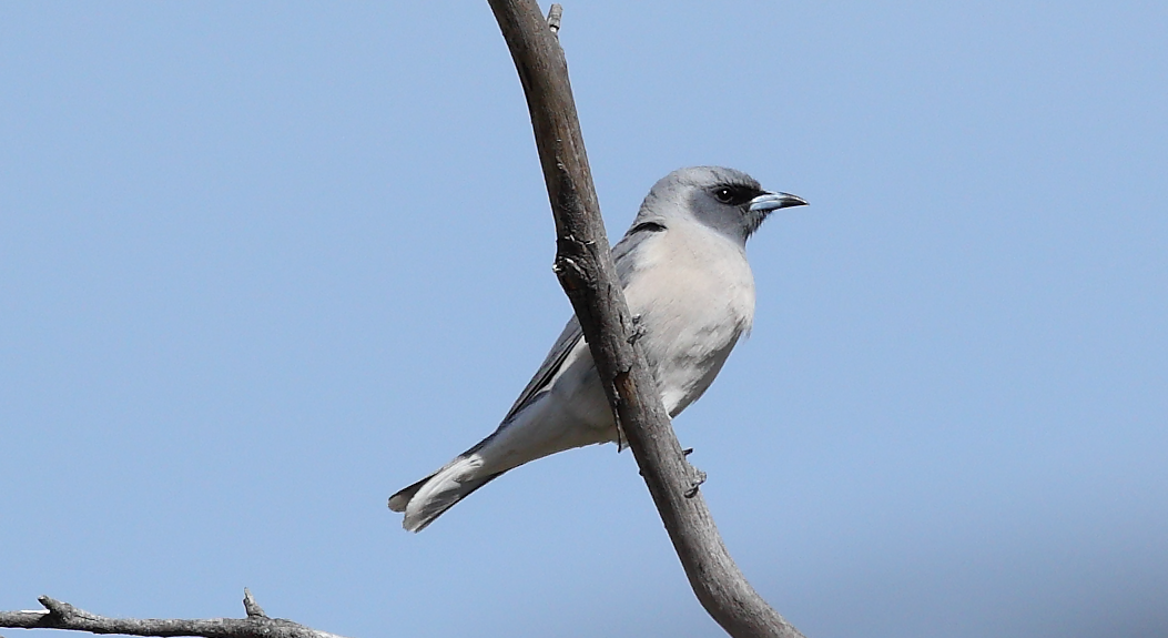 Masked Woodswallow - ML645243739
