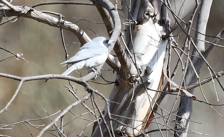 Masked Woodswallow - ML645243740