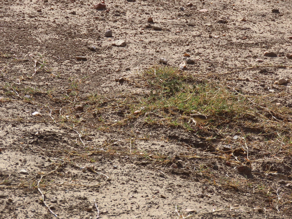 Desert Cisticola - ML645243746