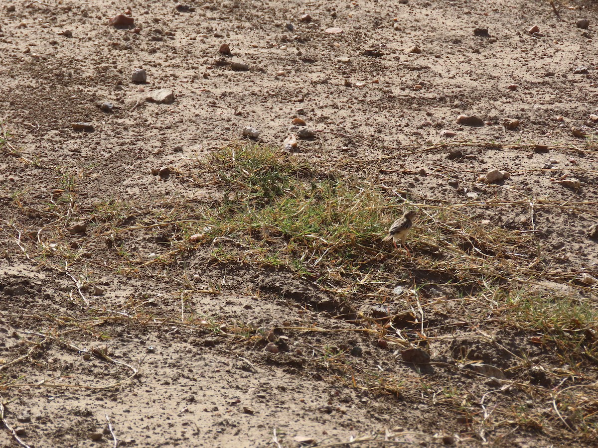 Desert Cisticola - ML645243747