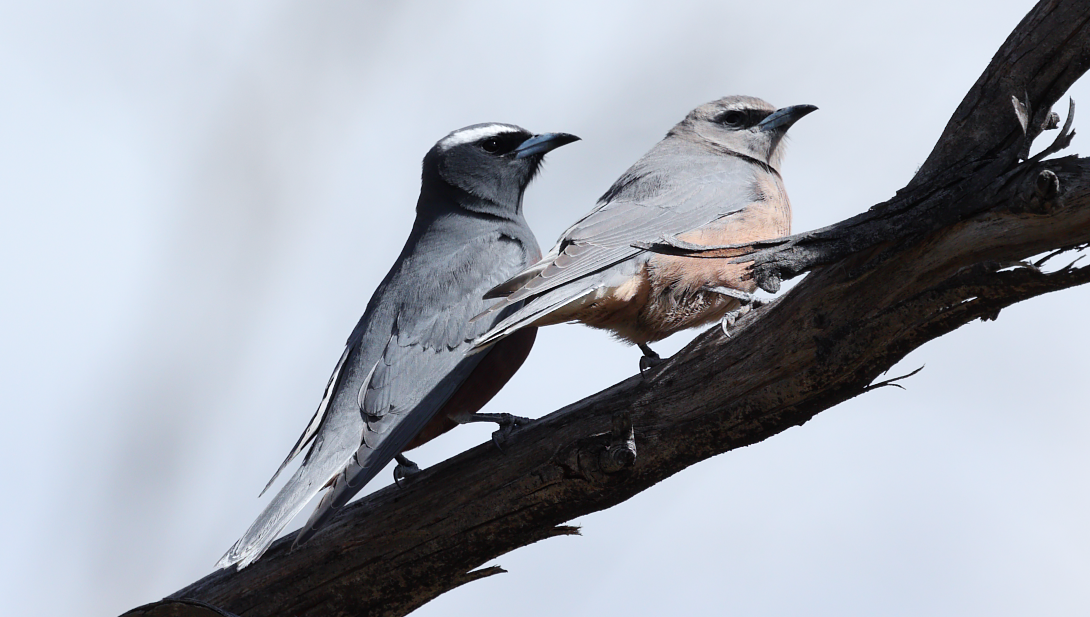 White-browed Woodswallow - ML645243750