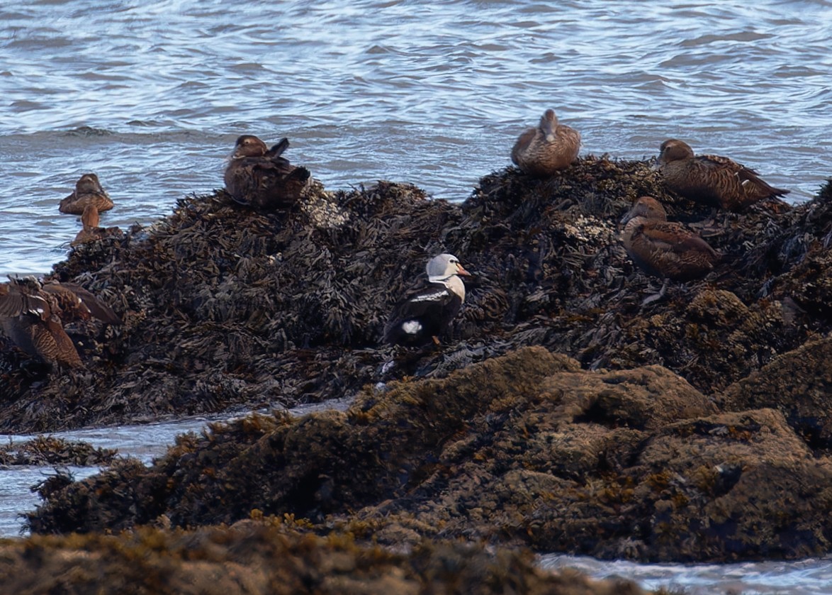 Eider erregea - ML645243755