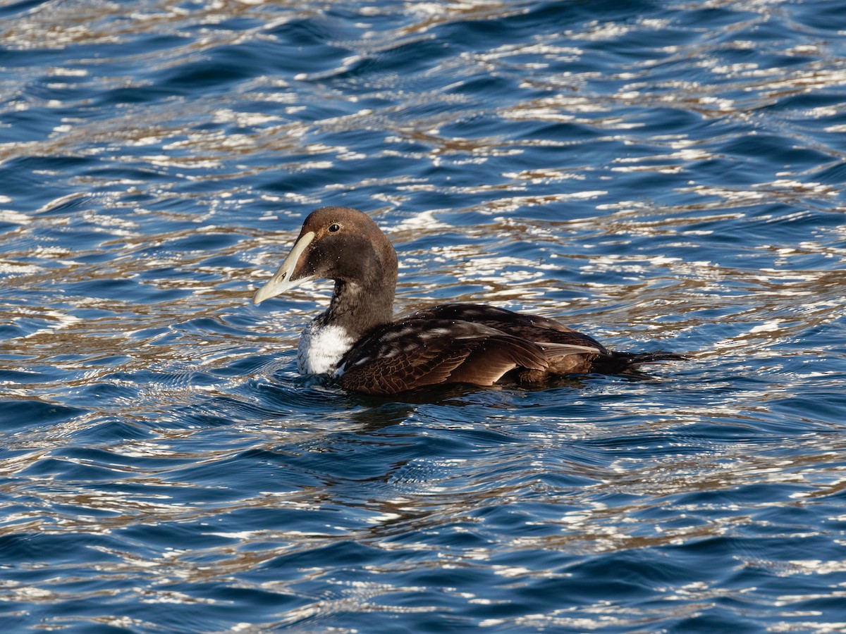 Eider arrunta - ML645243758