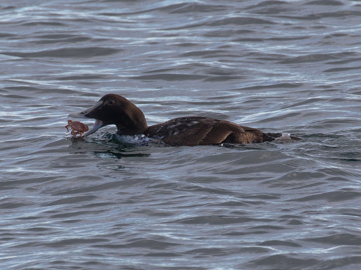 Eider arrunta - ML645243762