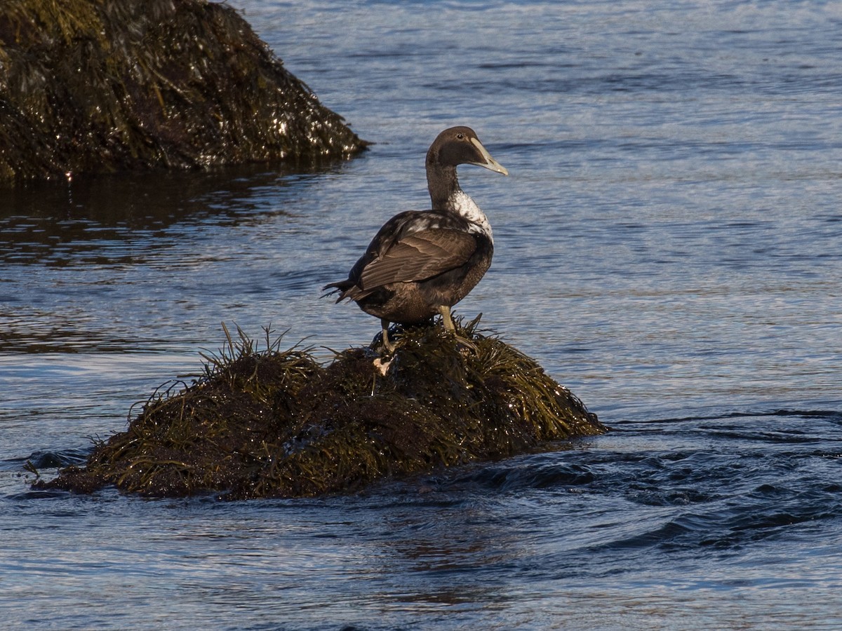 Eider arrunta - ML645243763