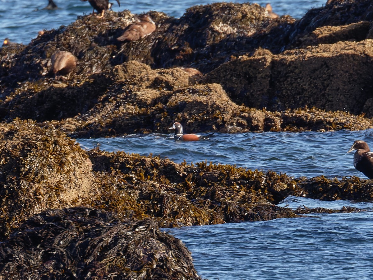 Harlequin Duck - ML645243765