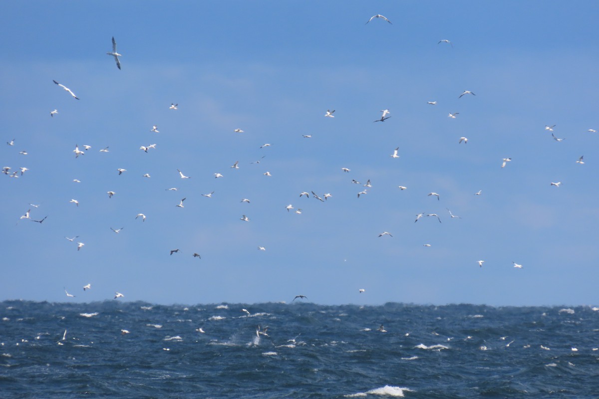 Northern Gannet - ML645243766