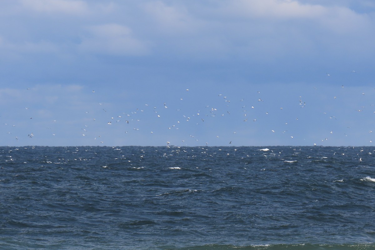 Northern Gannet - ML645243773