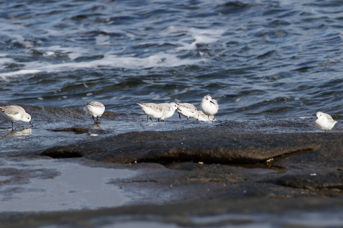 Txirri zuria - ML645243775