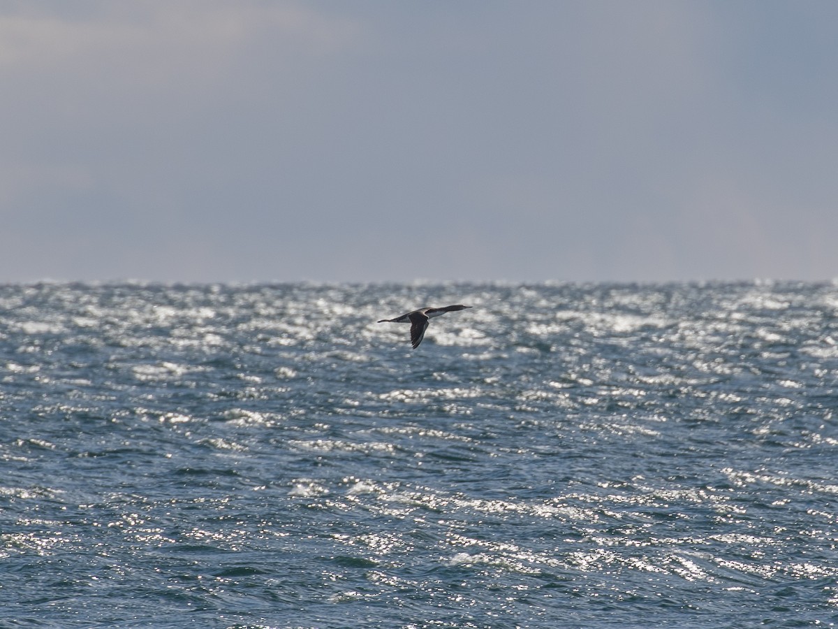 Aliota handia - ML645243782