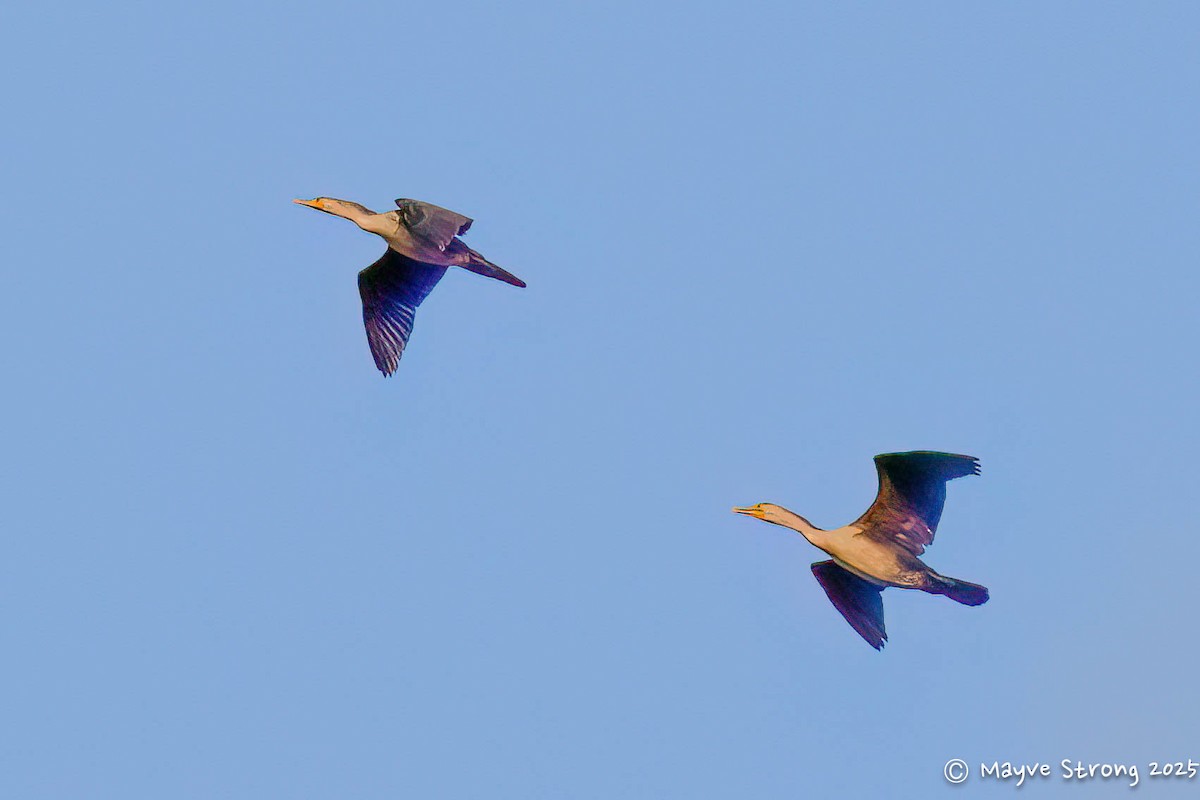 Cormorán Orejudo - ML645243783