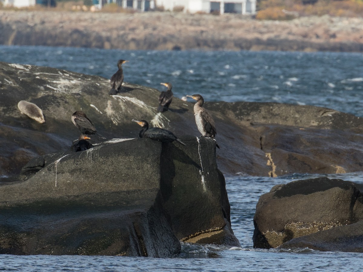 Ubarroi handia - ML645243784