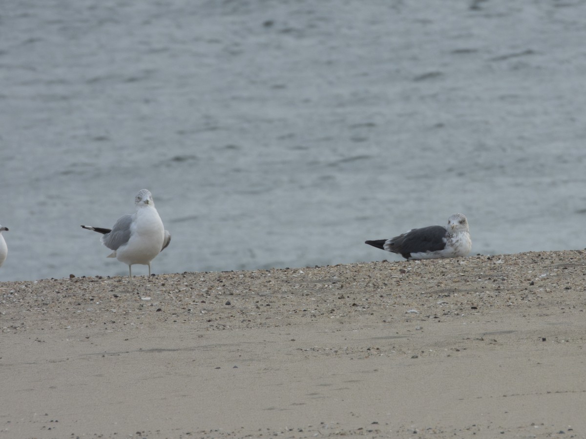 Zafferano - ML645243786