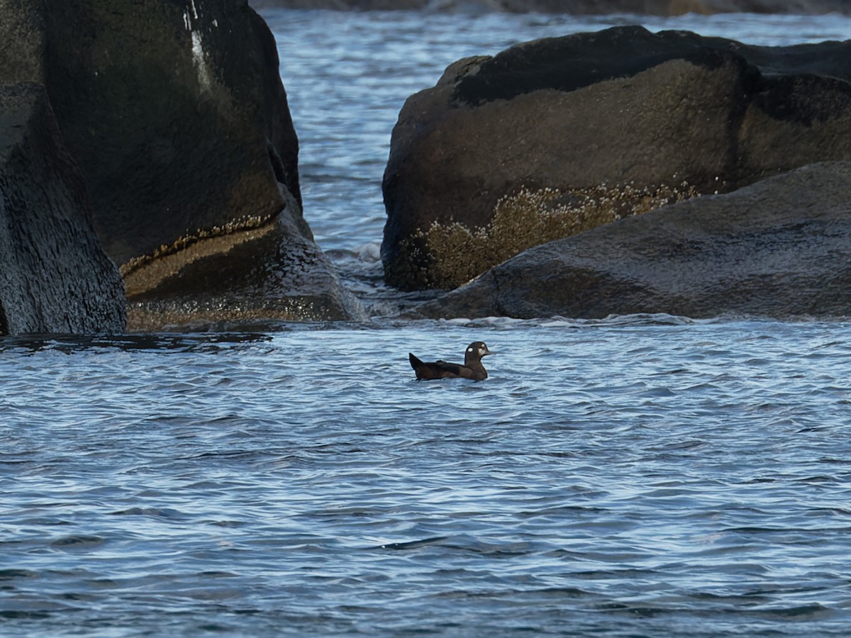 Harlequin Duck - ML645243791