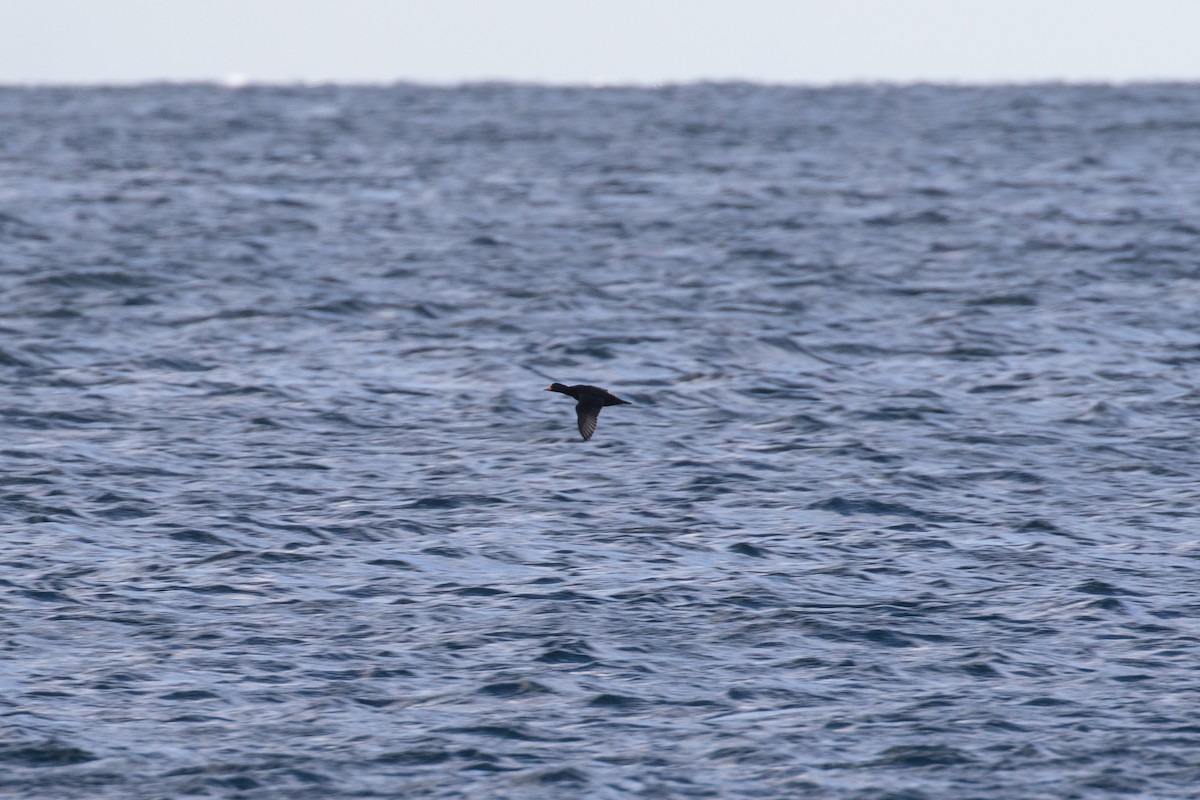 Ahatebeltz amerikarra - ML645243796