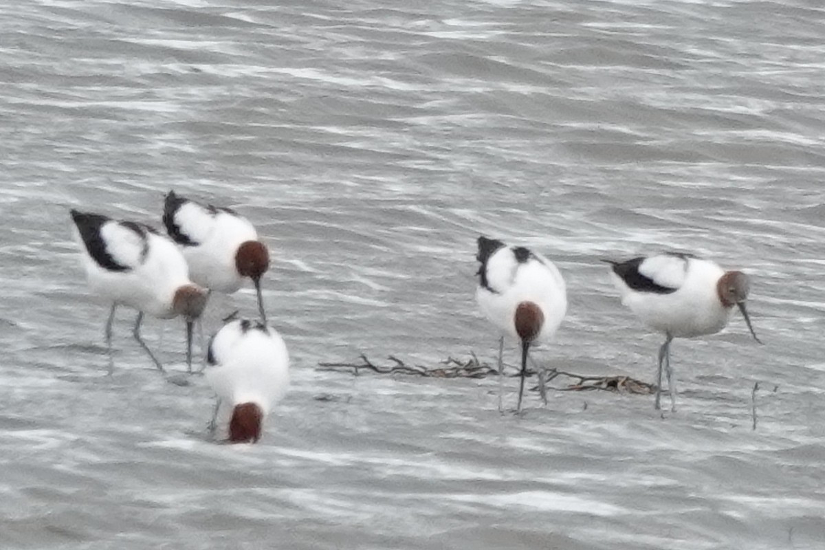 brunhodeavosett - ML645243797