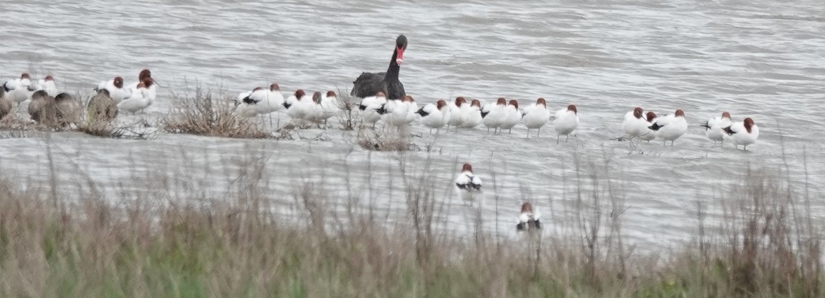 brunhodeavosett - ML645243798