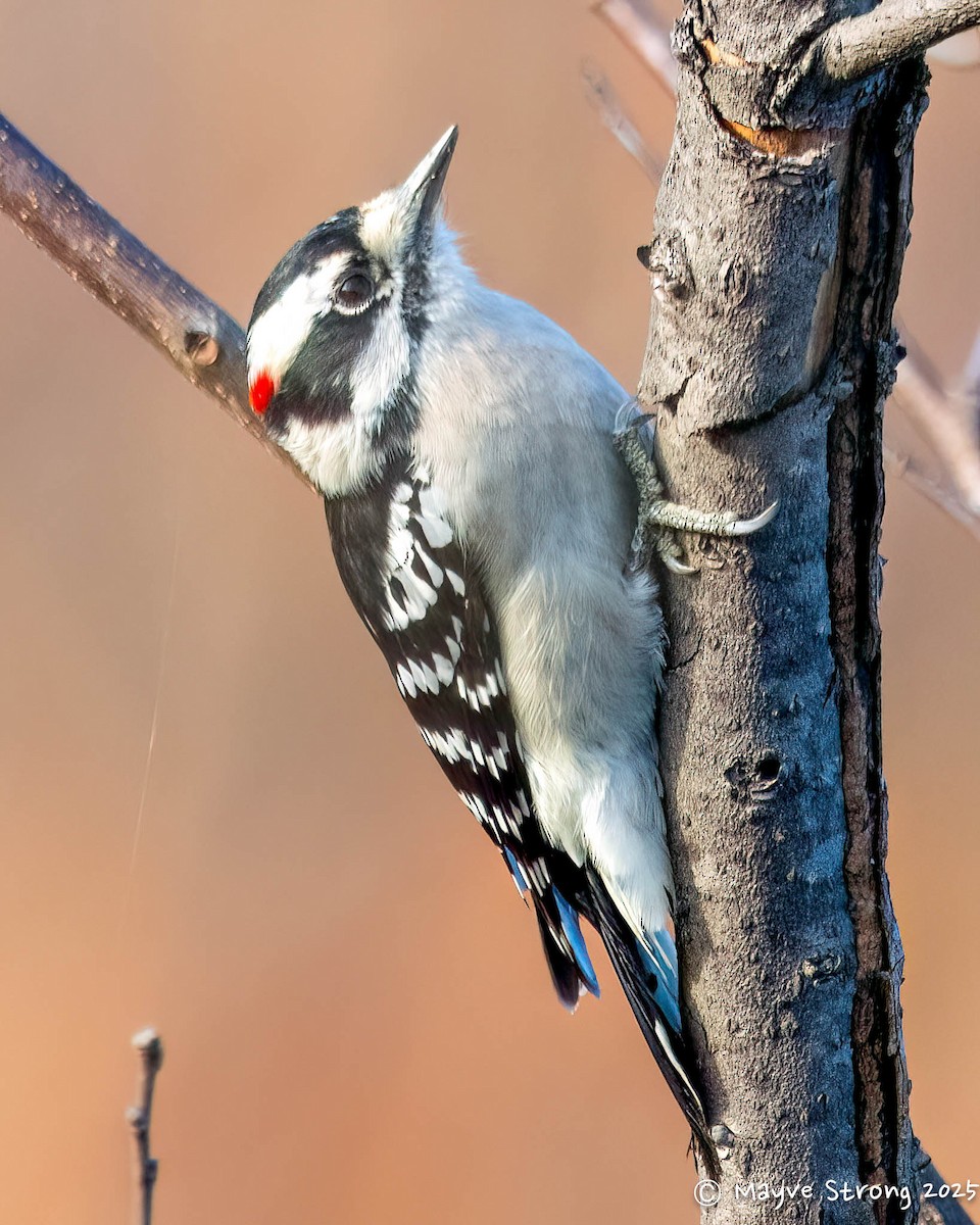 Downy Woodpecker - ML645243800