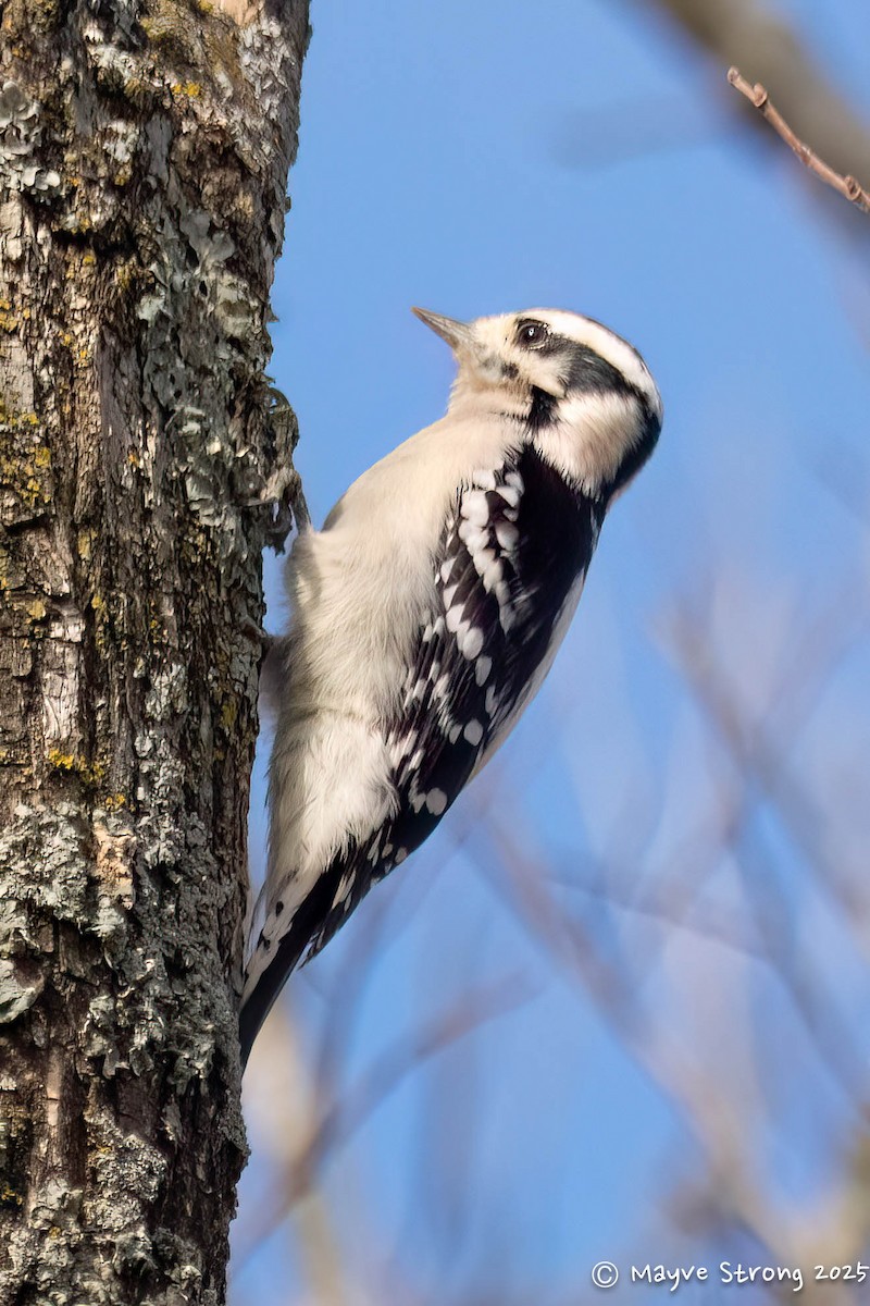 Downy Woodpecker - ML645243801
