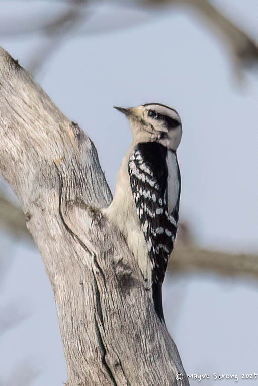Downy Woodpecker - ML645243802