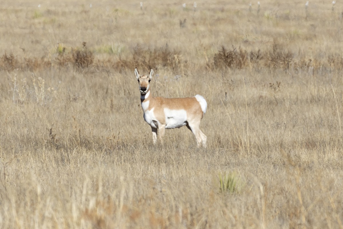 Animals - ML645243807