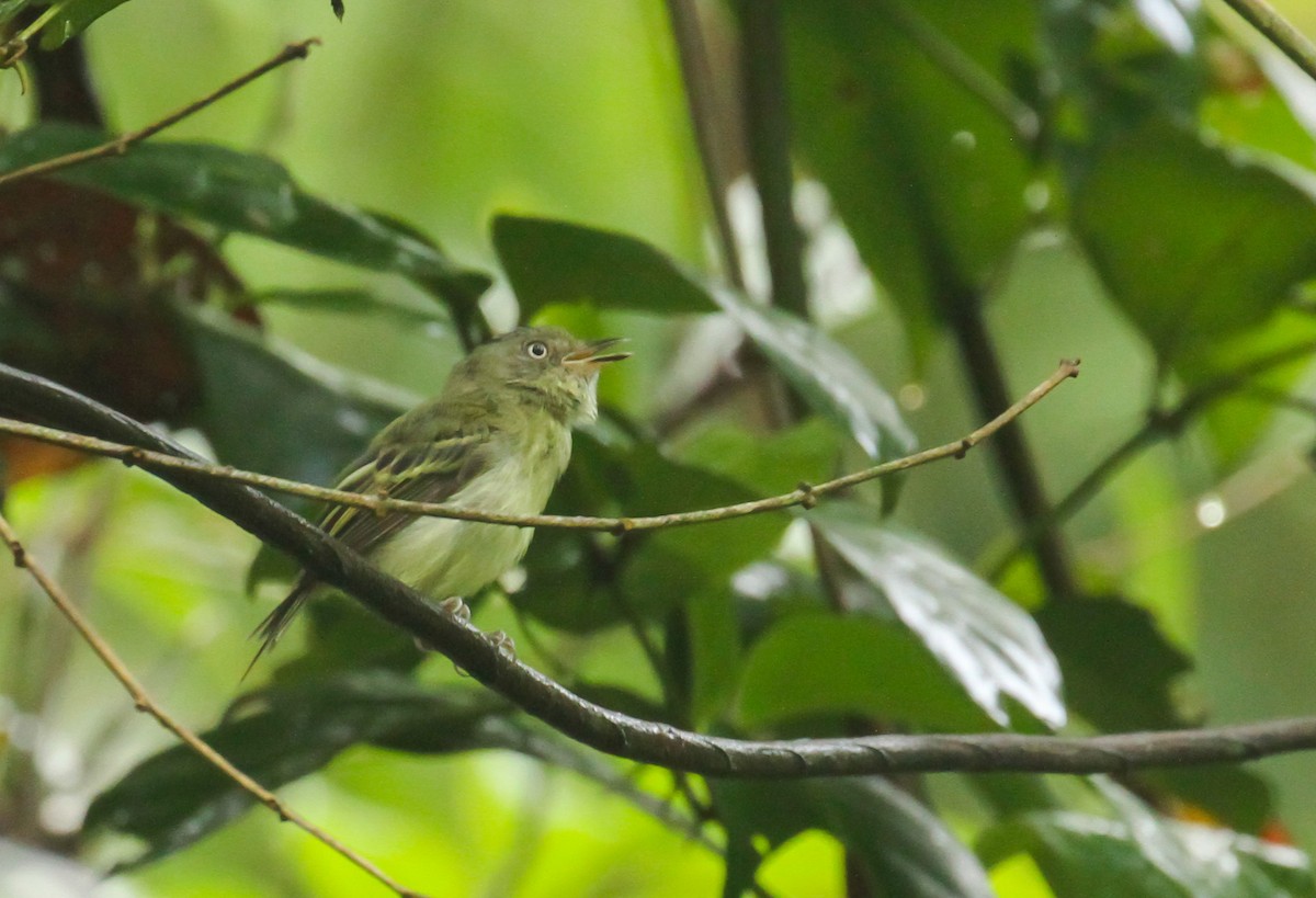 Double-banded Pygmy-Tyrant - ML645243809