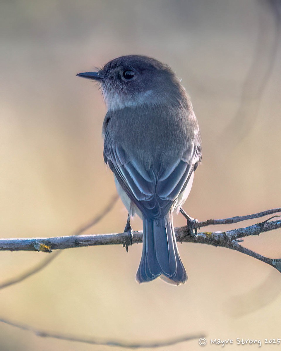 Weißbauch-Phoebetyrann - ML645243823