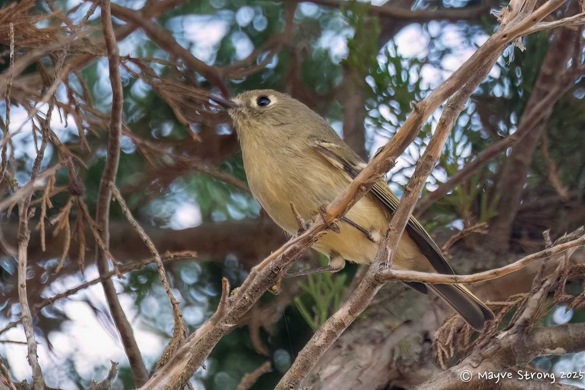 Ruby-crowned Kinglet - ML645243828