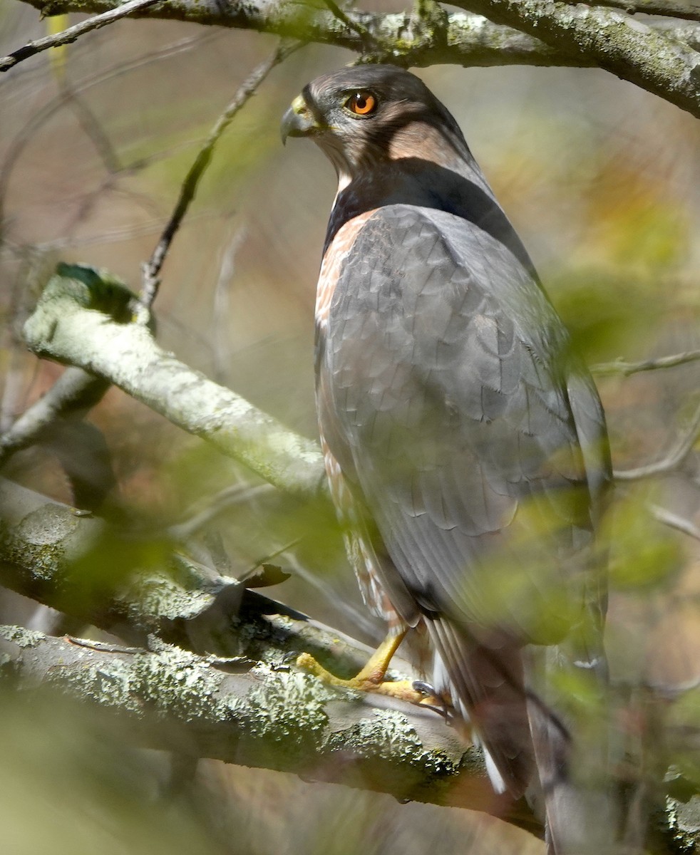 Cooper's Hawk - ML645243840