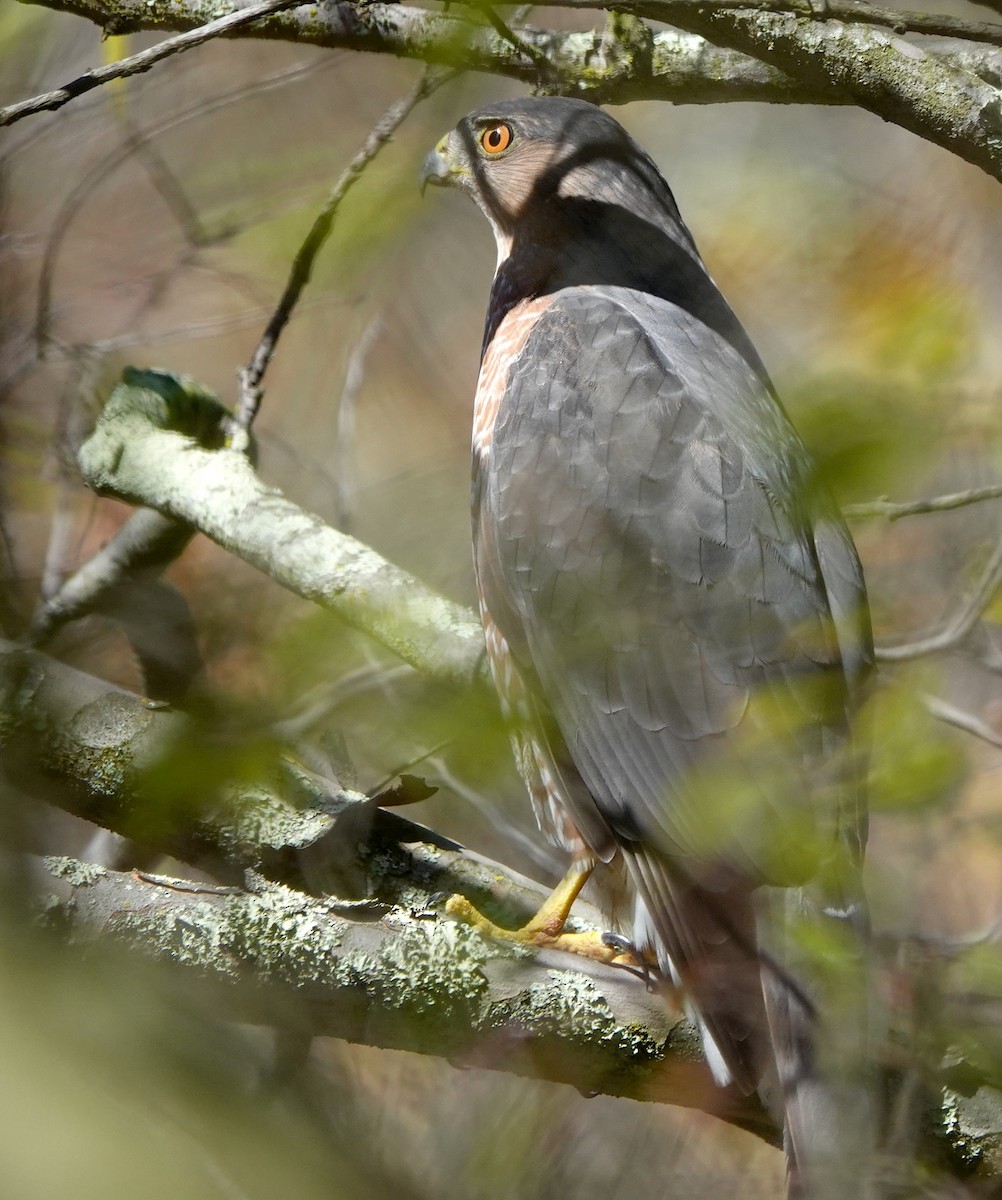 Cooper's Hawk - ML645243841