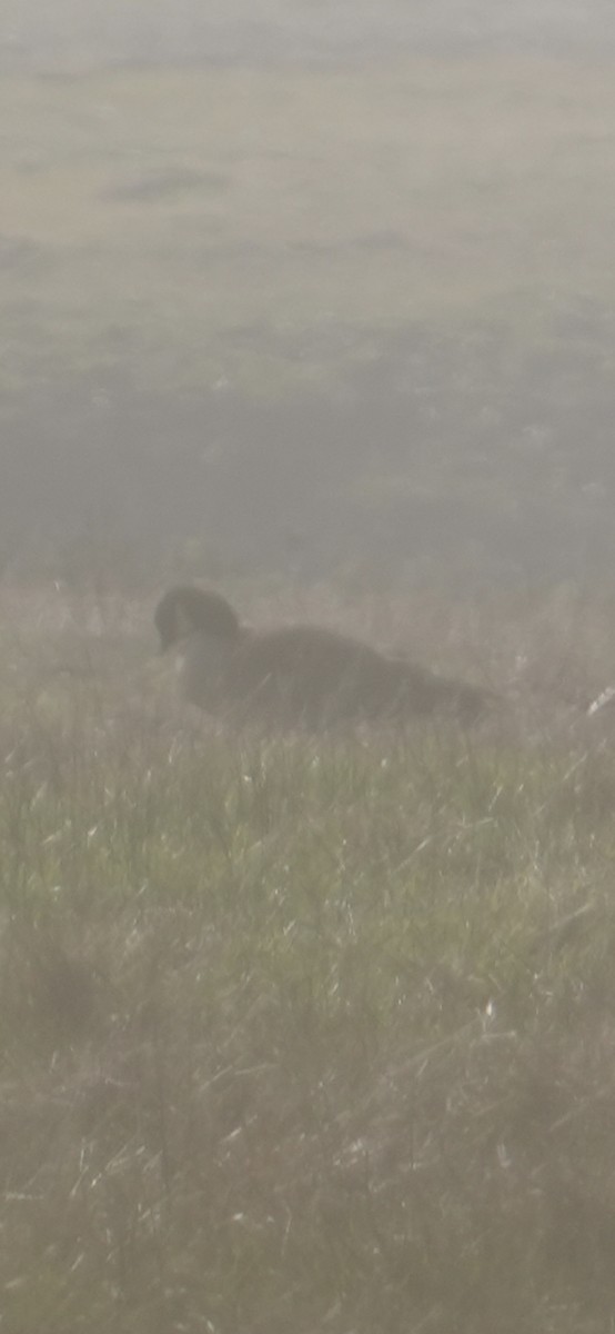 berneška malá - ML645243855