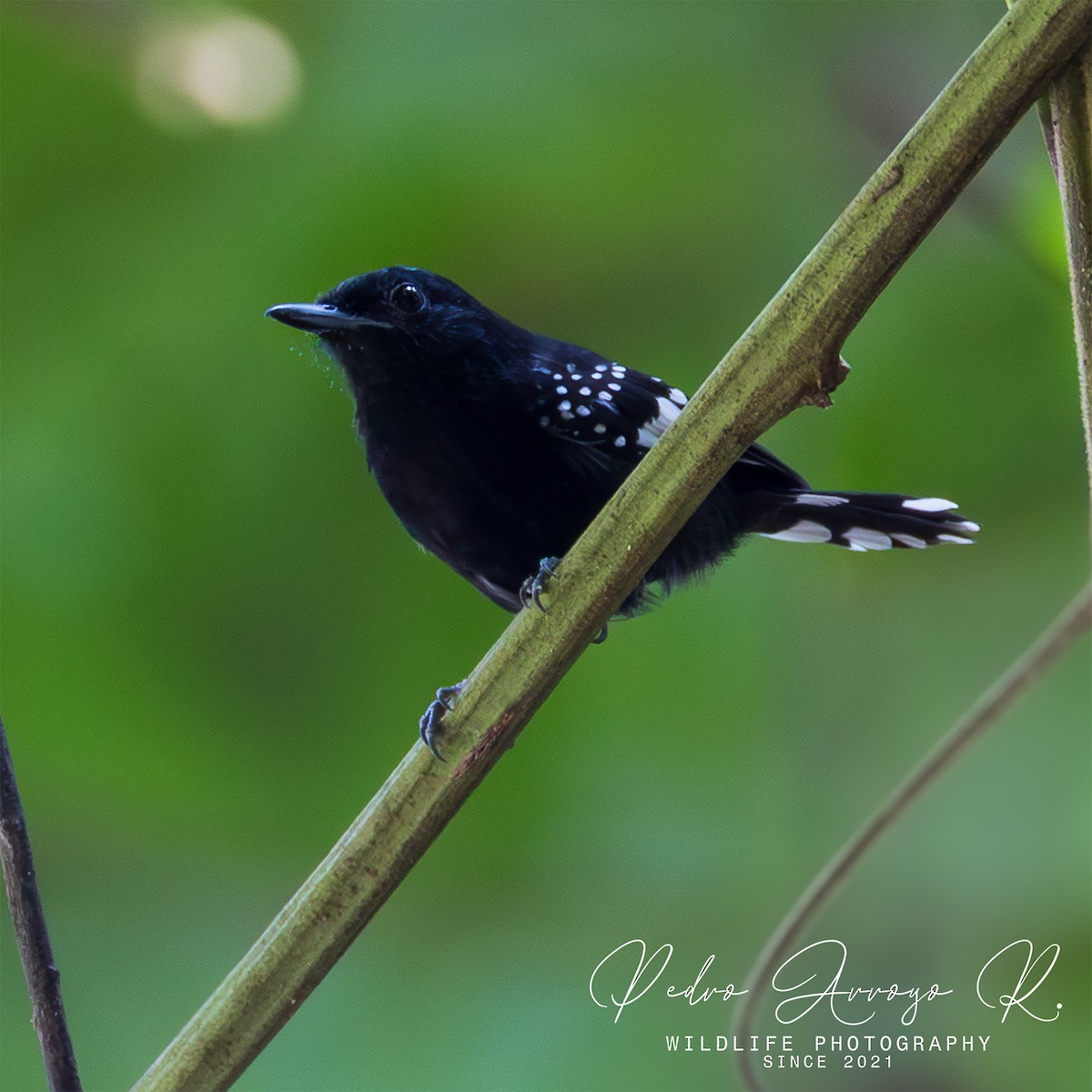 Dot-winged Antwren - ML645243860
