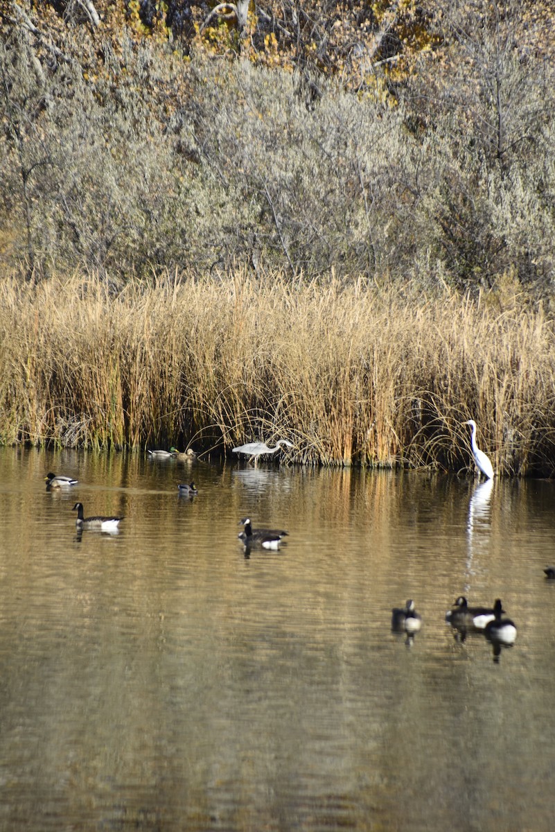 Great Egret - ML645243865
